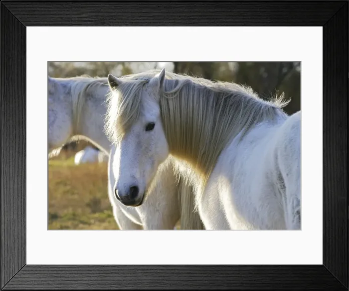 Framed Print : Camarge Horse. France Framed Print : Camarge Horse. France
