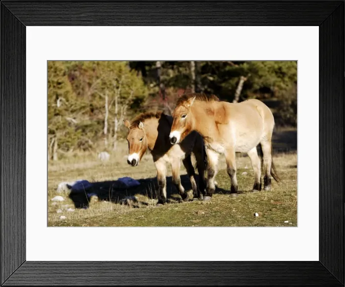 Framed Print : Przewalski's wild horse. France Framed Print : Przewalski's wild horse. France