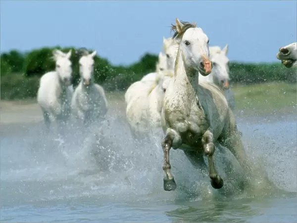 Camargue Horse - running Camargue, France