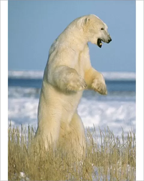 Polar Bear Standing upright
