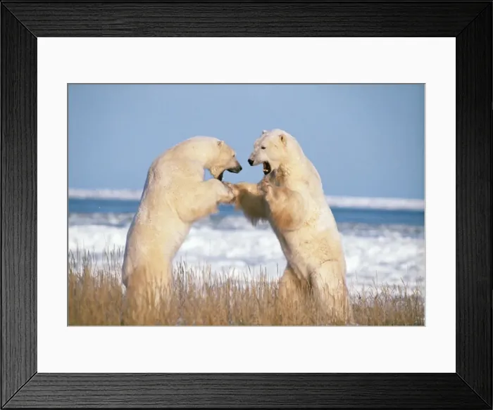 Framed Print : Polar Bear - x2 fighting Framed Print : Polar Bear - x2 fighting