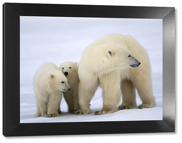 Polar Bear - with cubs