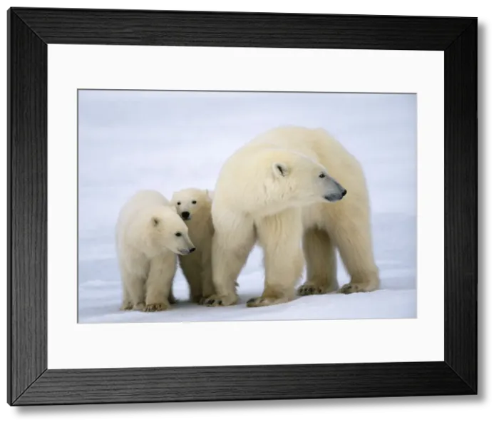 Framed Print : Polar Bear - with cubs