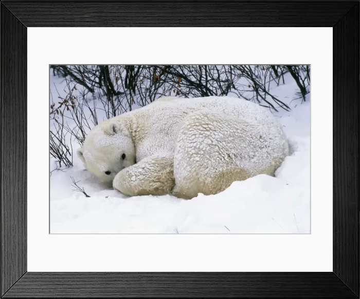 Framed Print : Polar Bear Framed Print : Polar Bear