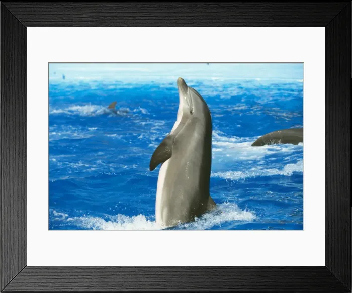 Framed Print : Dolphin. WAT-2630. Bottlenose DOLPHIN - standing up Framed Print : Dolphin. WAT-2630. Bottlenose DOLPHIN - standing up