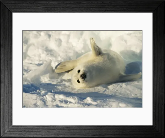 Framed Print : Harp Seal Pup Framed Print : Harp Seal Pup