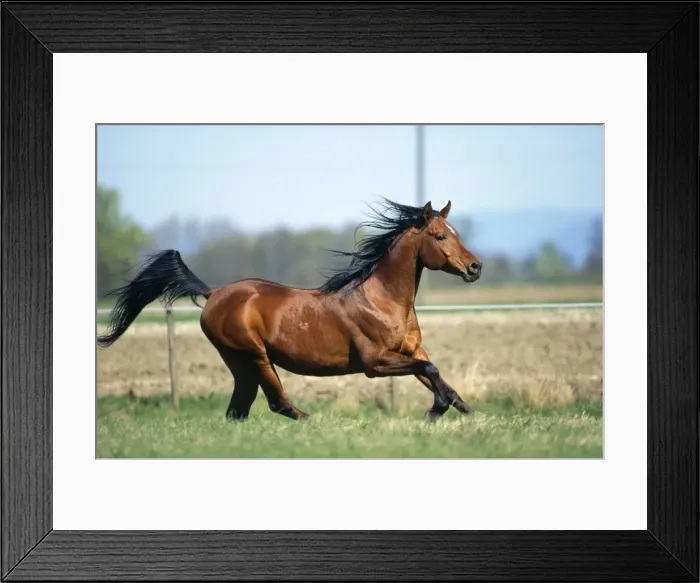 Framed Print : Arab Stallion Horse