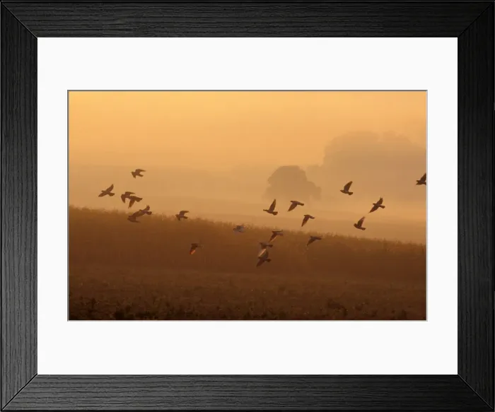 Framed Print : Wood Pigeon Flock in flight, early morning Framed Print : Wood Pigeon Flock in flight, early morning