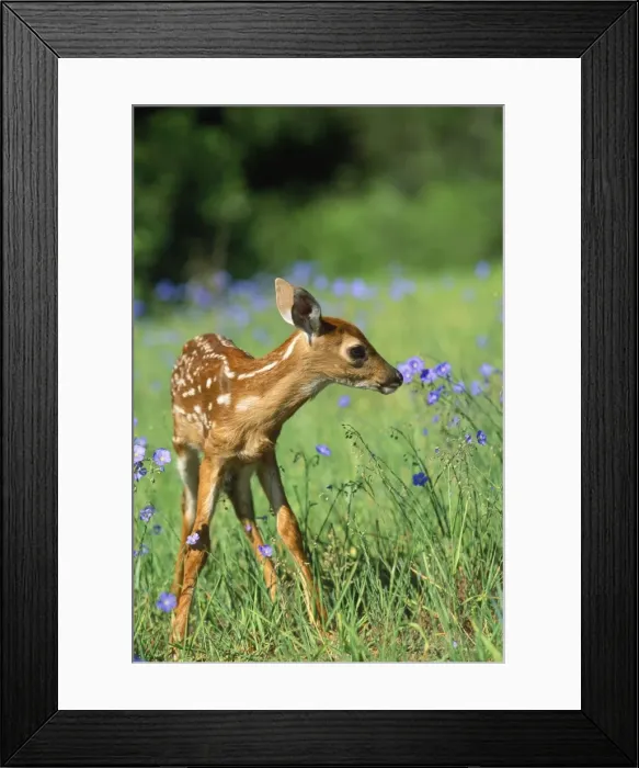 Framed Print : White-tailed Deer - fawn Framed Print : White-tailed Deer - fawn