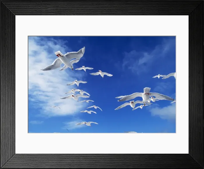 Framed Print : Glacous-winged Gull Framed Print : Glacous-winged Gull