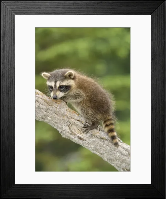 Framed Print : Racoon. WAT-3843. RACCOON - ON BRANCH. Procyon lotor Framed Print : Racoon. WAT-3843. RACCOON - ON BRANCH. Procyon lotor
