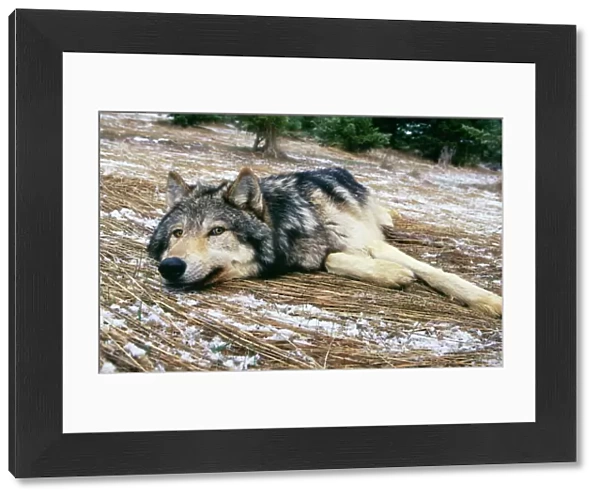 Wolf. WAT-3900. WOLF - lying in snowy scene