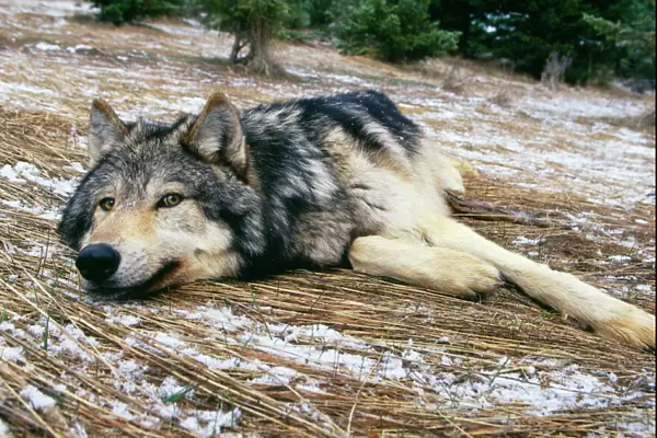 Wolf. WAT-3900. WOLF - lying in snowy scene