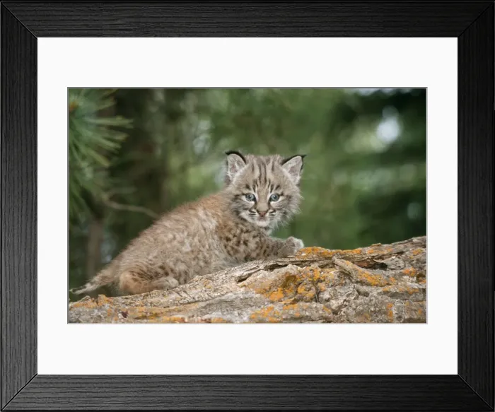 Framed Print : Bobcat Baby 1 month Framed Print : Bobcat Baby 1 month