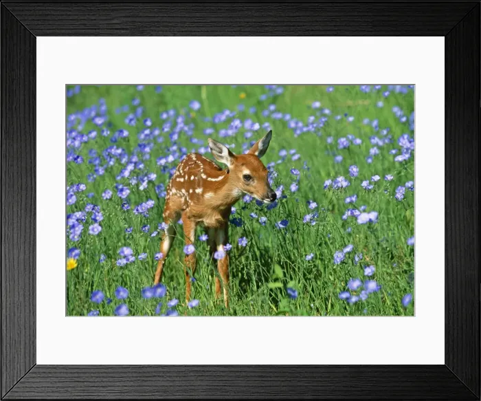 Framed Print : White-tailed Deer - Fawn in flowers. USA Framed Print : White-tailed Deer - Fawn in flowers. USA