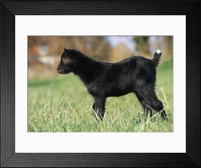 Framed Print : Goat Kid. WAT-4838. GOAT - KID SIDE VIEW Framed Print : Goat Kid. WAT-4838. GOAT - KID SIDE VIEW