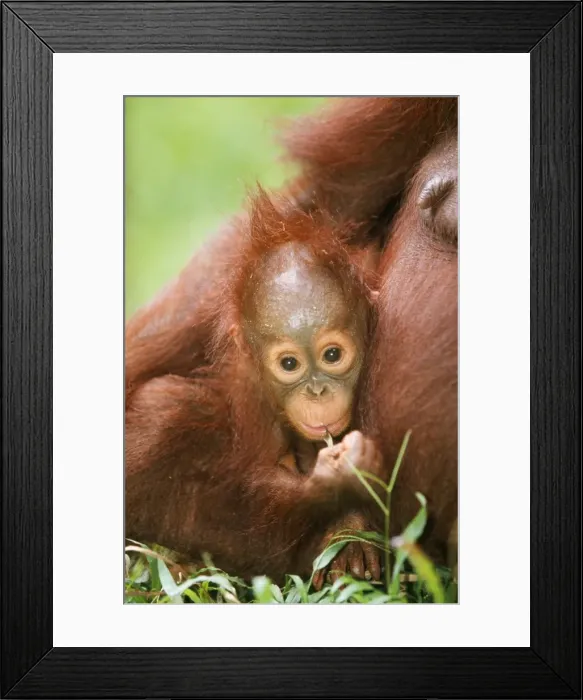 Framed Print : Orang-utan - young Borneo Framed Print : Orang-utan - young Borneo