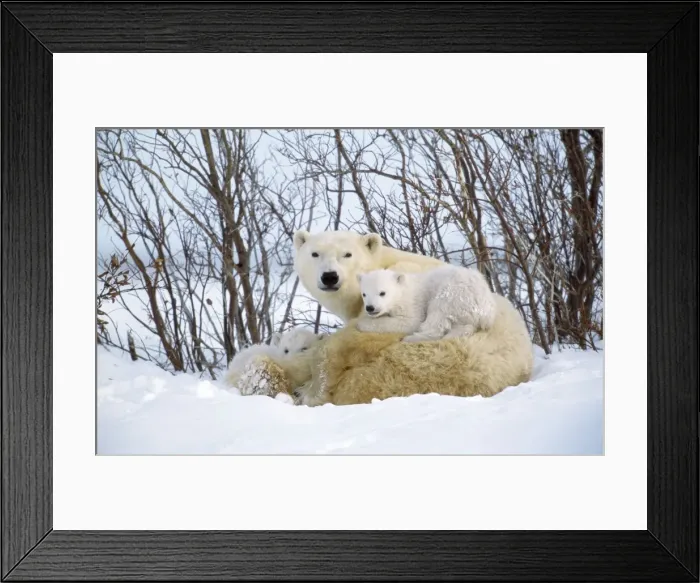 Framed Print : Polar Bear - with cubs Canada Framed Print : Polar Bear - with cubs Canada