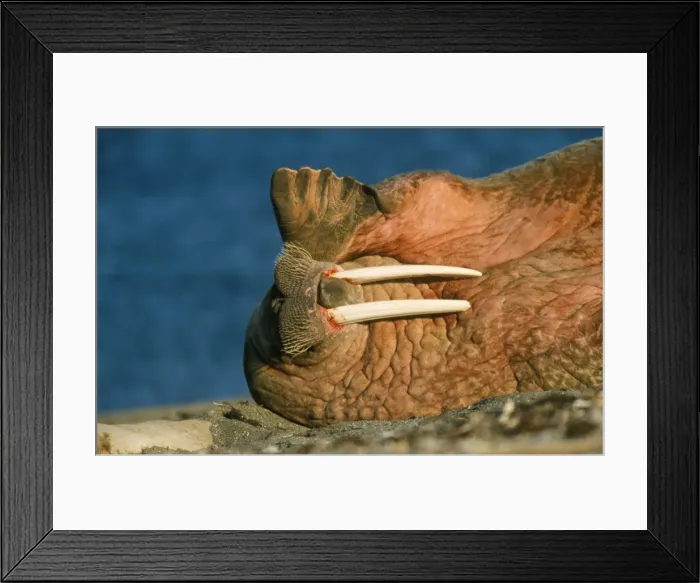 Framed Print : Walrus. WAT-5117. Atlantic WALRUS - lying on side Framed Print : Walrus. WAT-5117. Atlantic WALRUS - lying on side