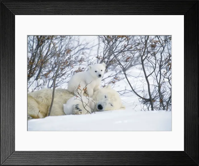 Framed Print : Polar Bear Adult lying in snow with young Canada Framed Print : Polar Bear Adult lying in snow with young Canada