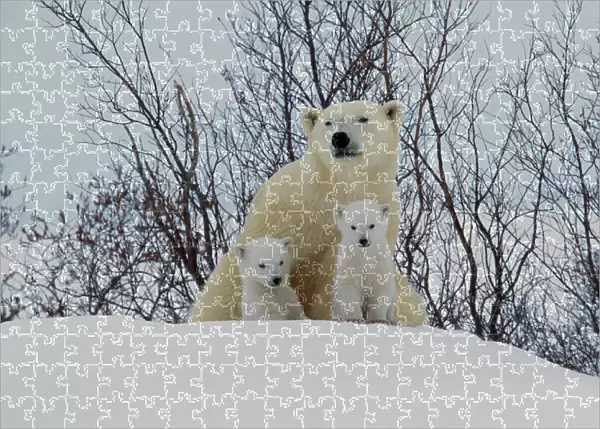 Polar Bear - Parent with young