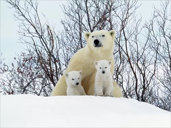 Polar Bear - Parent with young