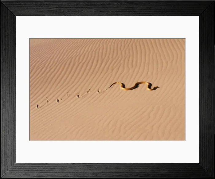 Framed Print : Cape Cobra Namibia, Africa Framed Print : Cape Cobra Namibia, Africa