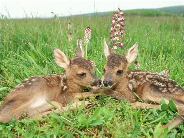 Roe Deer Fawns lying in grassland with wild orchids