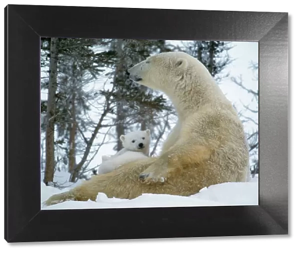 Polar Bear - With baby on lap, in snow, Canada