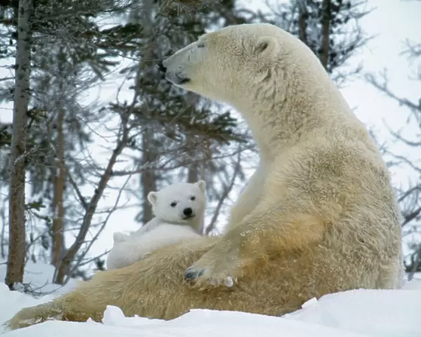 Polar Bear - With baby on lap, in snow, Canada