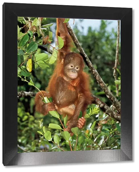 Orang-utan - young Borneo