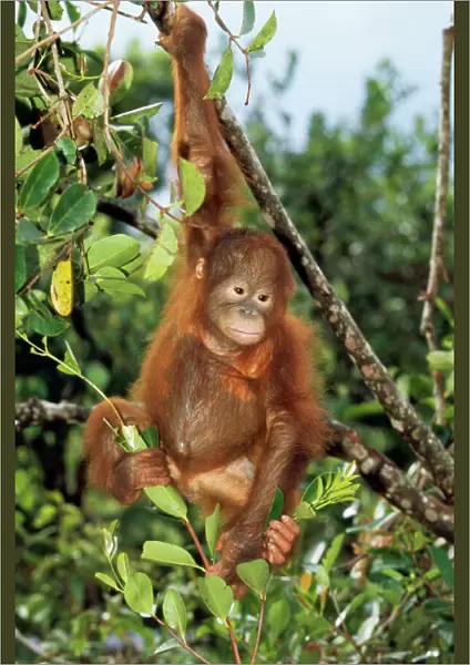 Orang-utan - young Borneo
