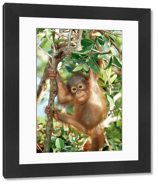 Orang-utan Baby, hanging off tree, Borneo