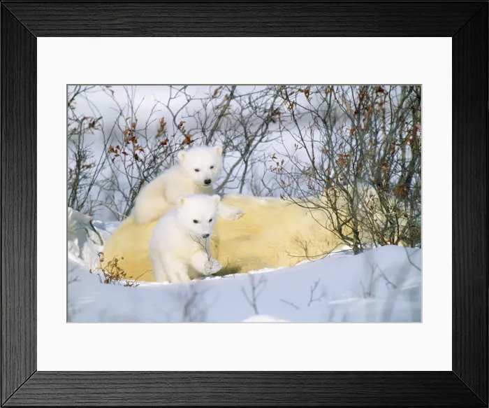 Framed Print : Polar Bear - with young Framed Print : Polar Bear - with young