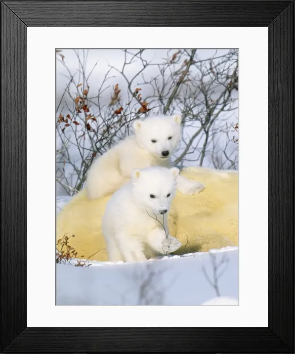 Framed Print : Polar Bear - with young Framed Print : Polar Bear - with young