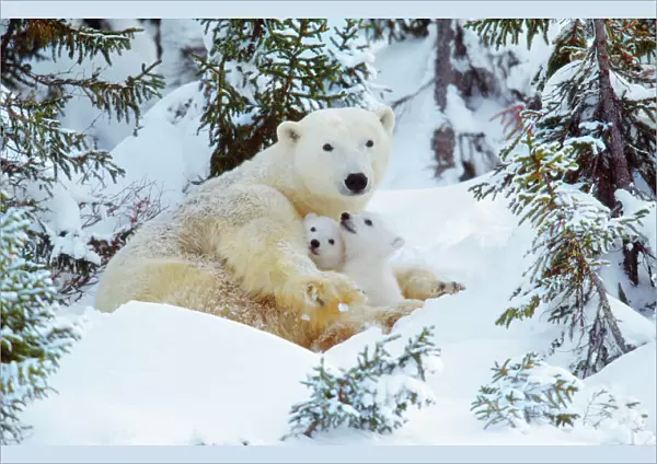 Polar Bear - mother with two cubs Canada