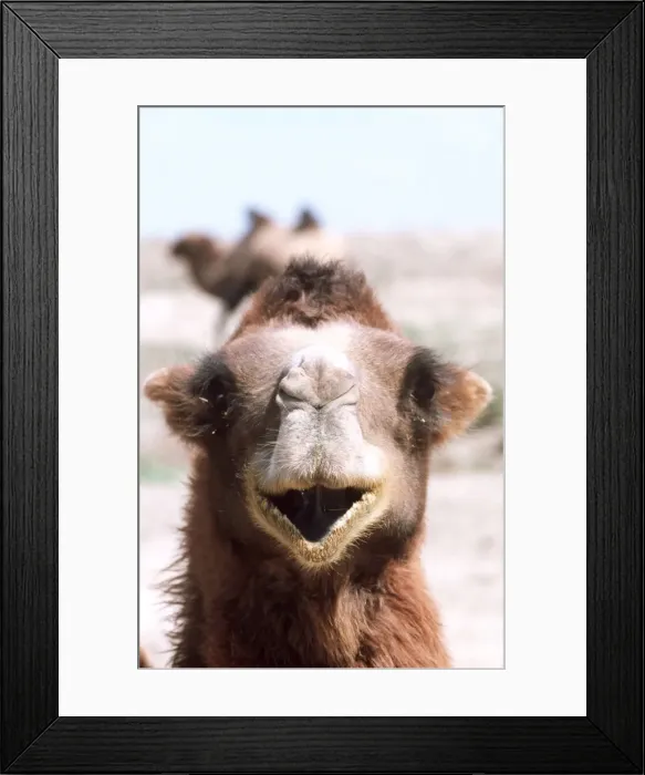 Framed Print : Camel Gobi Desert, Xinjiang, China