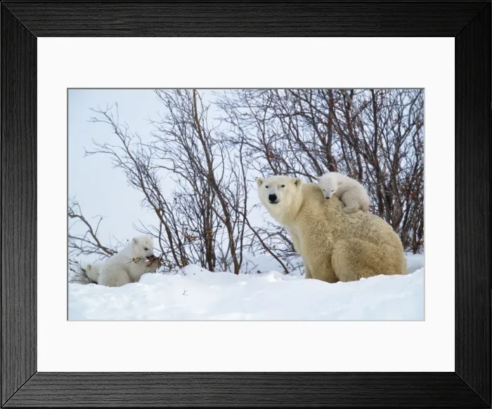 Framed Print : Polar Bear - Parent with young Canada