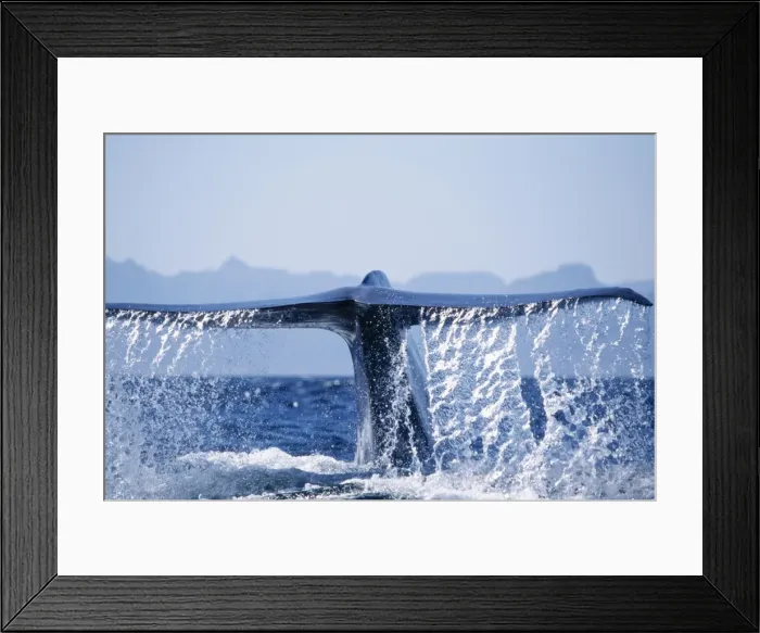 Framed Print : Blue Whale - tail fluke Framed Print : Blue Whale - tail fluke