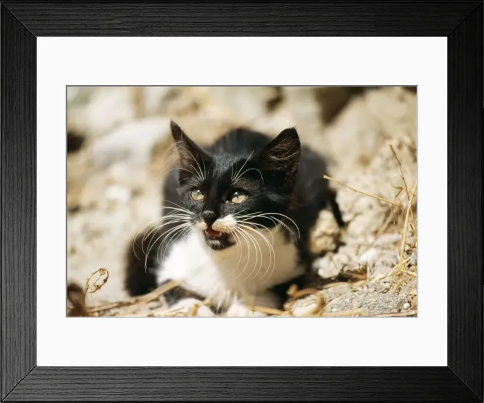 Framed Print : Cat Black & White Kitten, Santorini Island, Greece Framed Print : Cat Black & White Kitten, Santorini Island, Greece