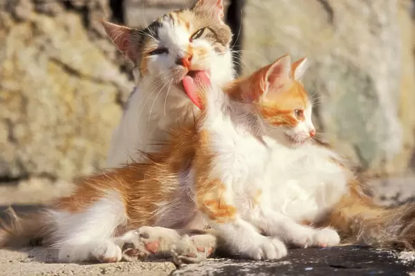 Cat Patched tabby, tortoiseshell & white, licking kitten. Santorini Island, Greece