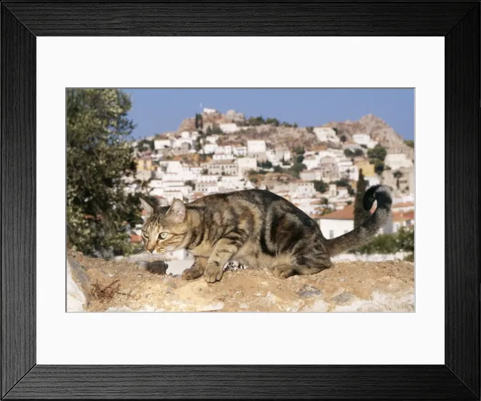 Framed Print : Tabby Cat Crouching. Santorini Island, Greece Framed Print : Tabby Cat Crouching. Santorini Island, Greece