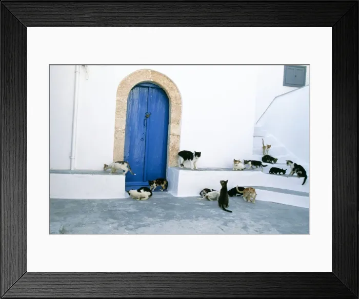Framed Print : Cat - group on steps with blue door Santorini Island Greece Framed Print : Cat - group on steps with blue door Santorini Island Greece