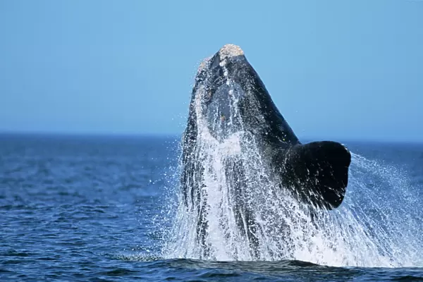 Southern Right Whale - breaching