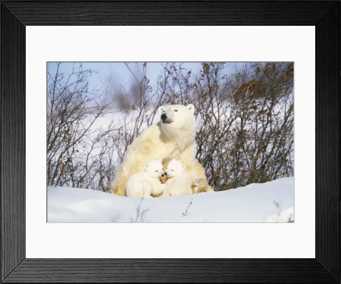 Framed Print : Polar Bear - mother with two cubs Framed Print : Polar Bear - mother with two cubs