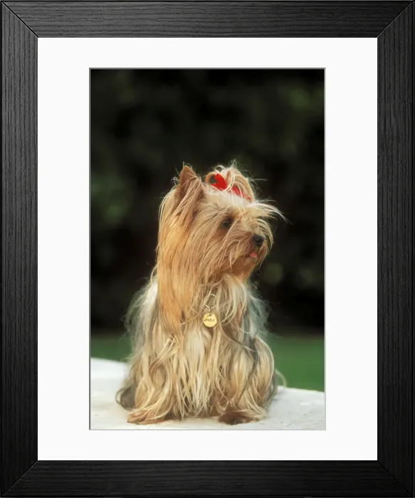 Framed Print : Yorkshire Terrier Dog Head turned to the right Framed Print : Yorkshire Terrier Dog Head turned to the right