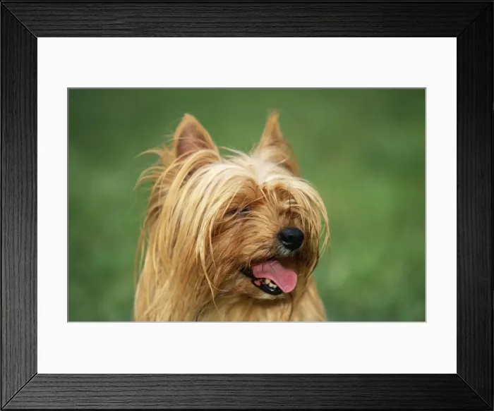 Framed Print : Yorkshire Terrier Dog Close-up of head Framed Print : Yorkshire Terrier Dog Close-up of head
