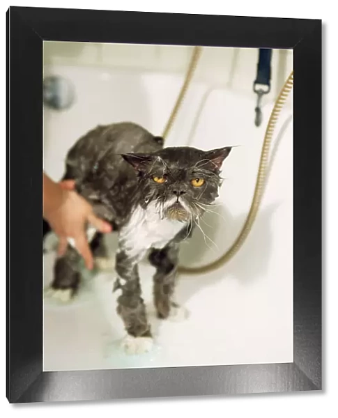 Persian Cat - standing in bath, being washed