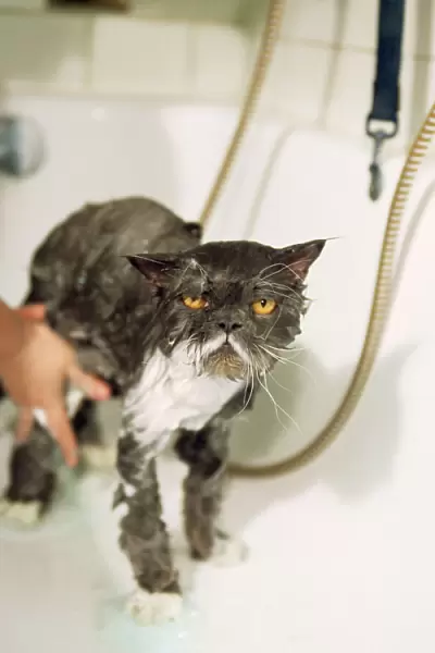 Persian Cat - standing in bath, being washed