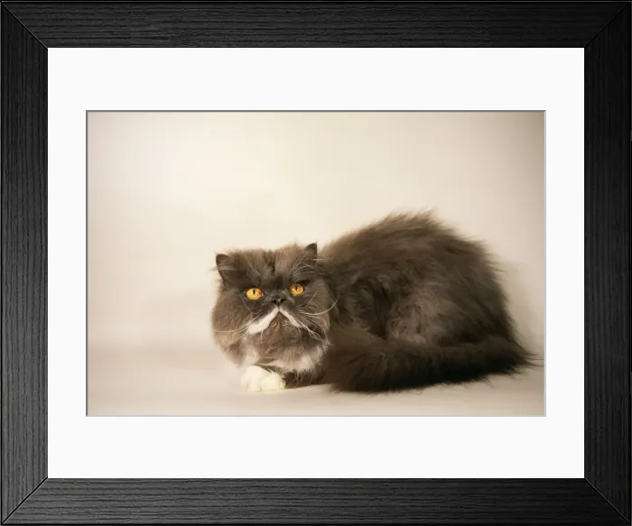 Framed Print : Persian Cat Freshly washed & groomed Framed Print : Persian Cat Freshly washed & groomed